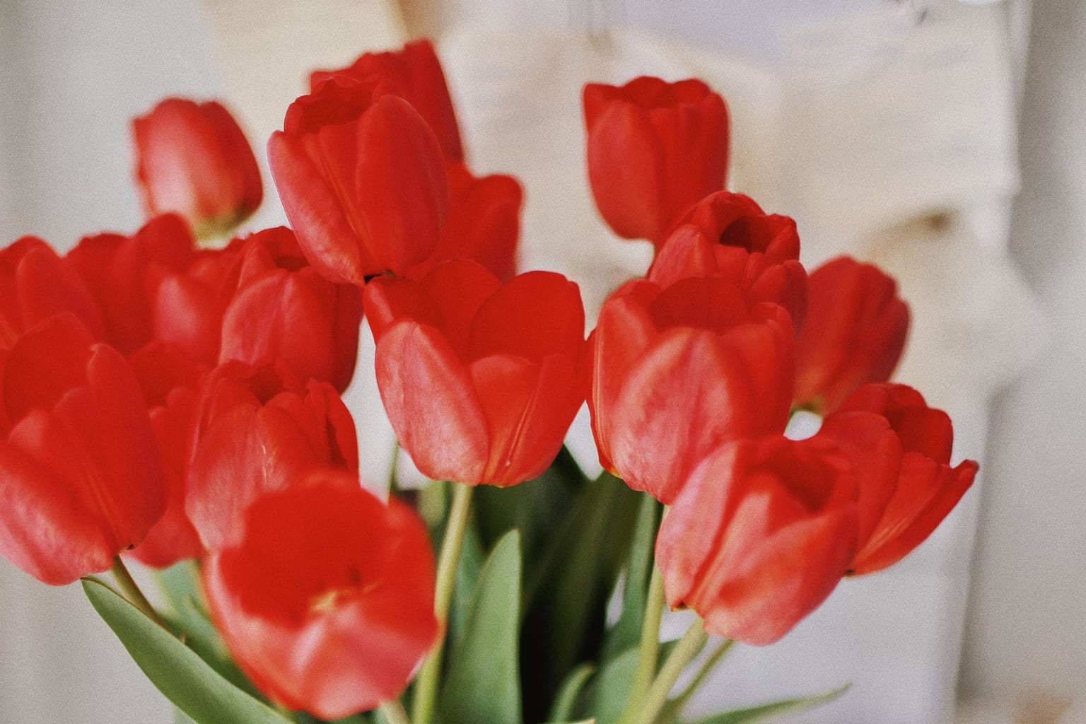 A bunch of red tulips, the kind a class assembles one stem at a time on Tuesday morning